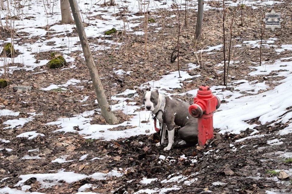 Znęcanie się nad zwierzętami w Świętochłowicach. Porzucił psa przywiązując go do hydrantu - galeria