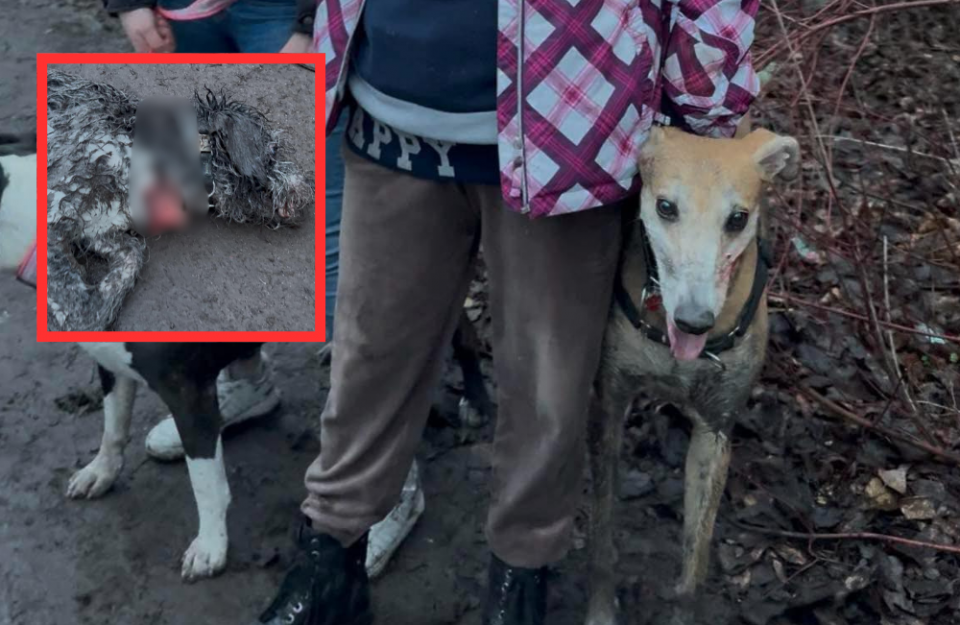 Tragiczny incydent z udziałem chartów w Rudzie Śląskiej. Kundelek nie przeżył konfrontacji - galeria