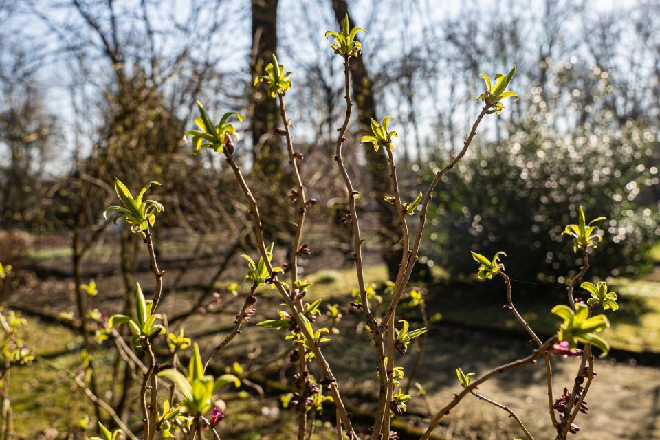 W Miejskim Ogrodzie Botanicznym w Zabrzu widać już wiosnę! - galeria