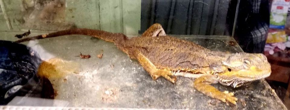 Skandal w bytomskim sklepie zoologicznym – zwierzęta przetrzymywane w tragicznych warunkach - galeria