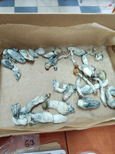 Pszczyńscy policjanci i kontrterroryści rozbili siatkę dilerów! 3 kg narkotyków zabezpieczone [FOTO] - galeria