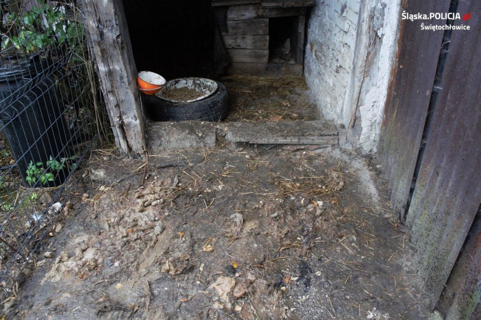 Dramat w Świętochłowicach! Zaniedbane zwierzęta przetrzymywane w skandalicznych warunkach - galeria