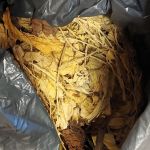 Nielegalny handel tytoniem w Bieruniu – 33 kg tytoniu bez polskich znaków akcyzy - galeria
