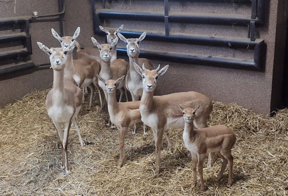 Kopiowanie i rozpowszechnianie zdjęć bez zgody autora zabronione. Nowe narodziny w chorzowskim ZOO – dwie młode antylopy indyjskie - galeria