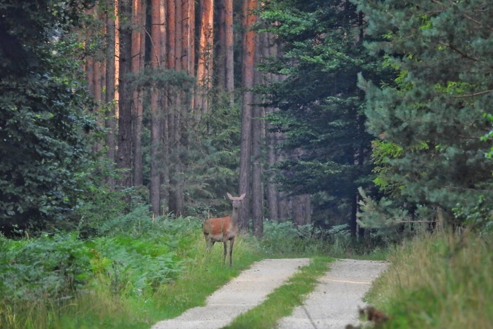 Najlepsze miejsca na grzybobranie na Śląsku – odkryj ukryte skarby lasów! - galeria