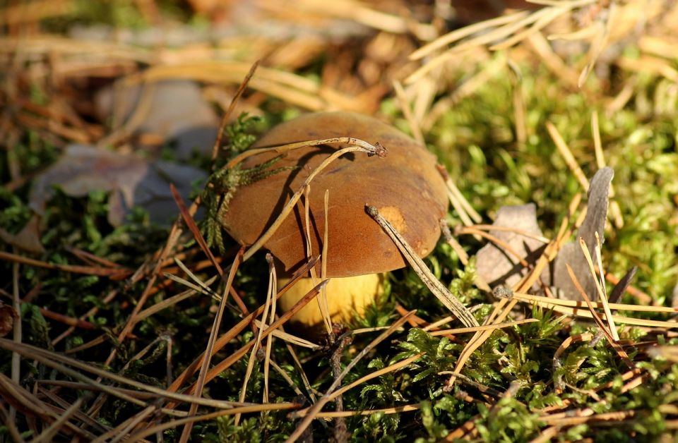 Kopiowanie i rozpowszechnianie zdjęć bez zgody autora zabronione. Gdzie na grzyby na Śląsku? - galeria