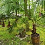 Miejski Ogród Botaniczny w Zabrzu to jedna z perełek województwa śląskiego - galeria