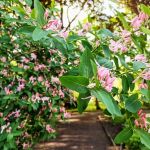 Miejski Ogród Botaniczny w Zabrzu to jedna z perełek województwa śląskiego - galeria