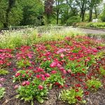 Miejski Ogród Botaniczny w Zabrzu to jedna z perełek województwa śląskiego - galeria