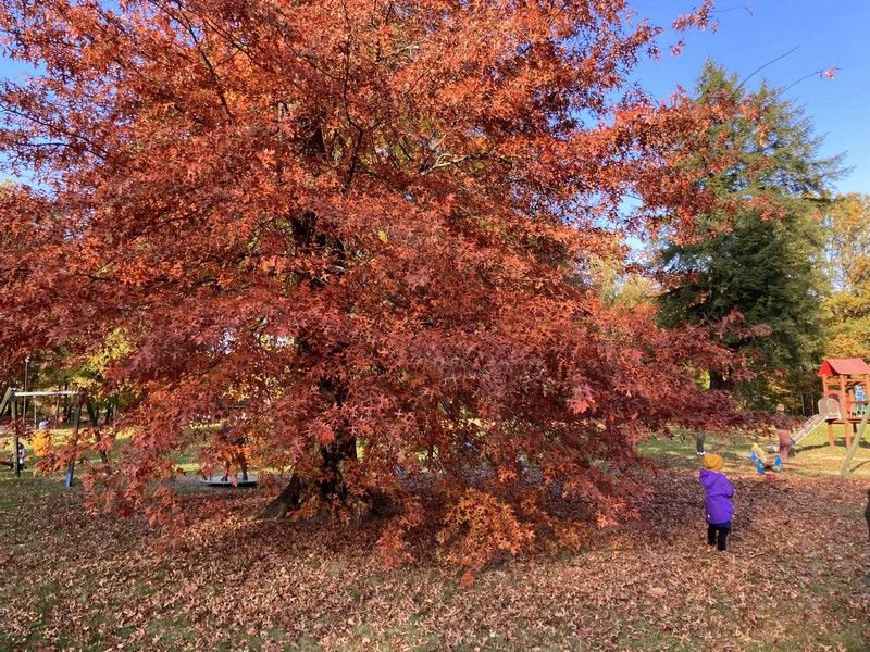 Park w Świerklańcu to jeden z najciekawszych parków województwa śląskiego [Galeria] - galeria