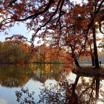 Park w Świerklańcu to jeden z najciekawszych parków województwa śląskiego [Galeria] - galeria