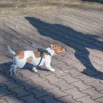 400 parkrun na powitanie wiosny [FOTORELACJA] - galeria